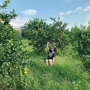 BÁN TRANG TRẠI TRỒNG CAM CAO PHONG TẠI HÒA BÌNH