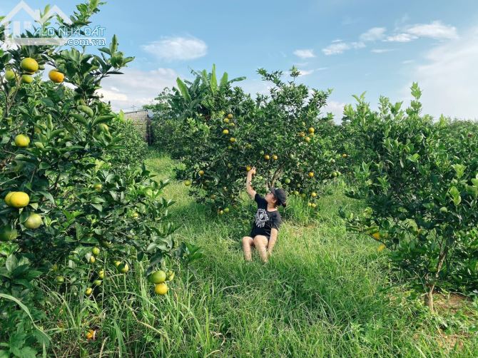 212742064-0827-ban-trang-trai-huyen-cao-phong