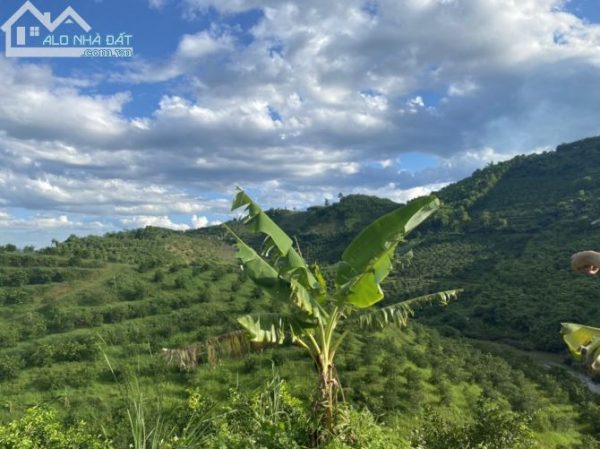 012742064-0827-ban-trang-trai-hoa-binh-chinh-chu-600x449