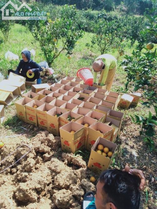 112742064-0827-ban-trang-trai-hoa-binh